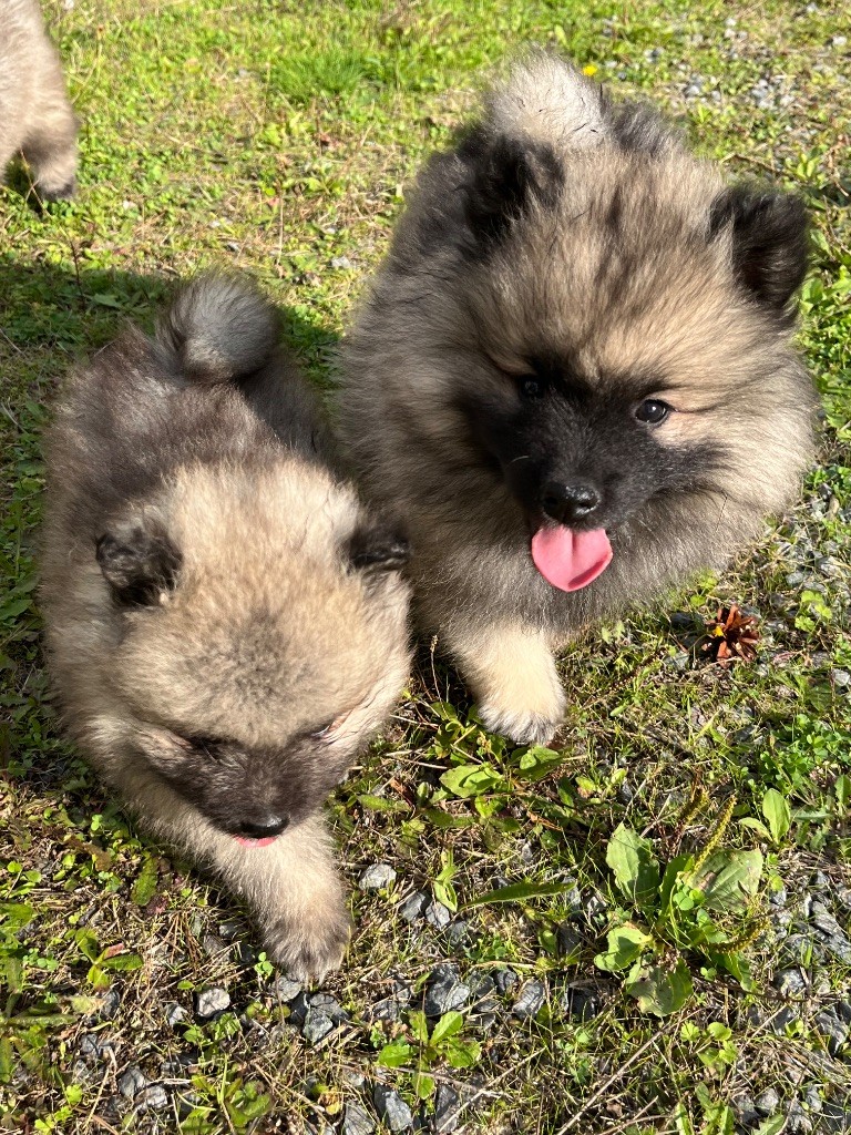Des Sables Du Mont Olympe - Chiots disponibles - Spitz allemand