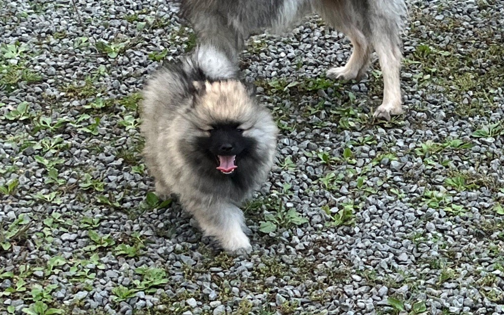 Des Sables Du Mont Olympe - Chiots disponibles - Spitz allemand
