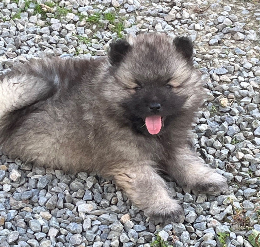 Des Sables Du Mont Olympe - Chiots disponibles - Spitz allemand