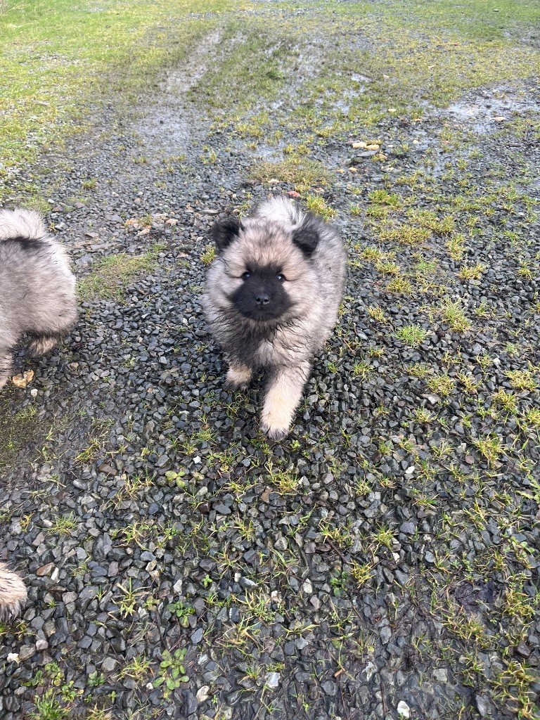 Des Sables Du Mont Olympe - Chiots disponibles - Spitz allemand