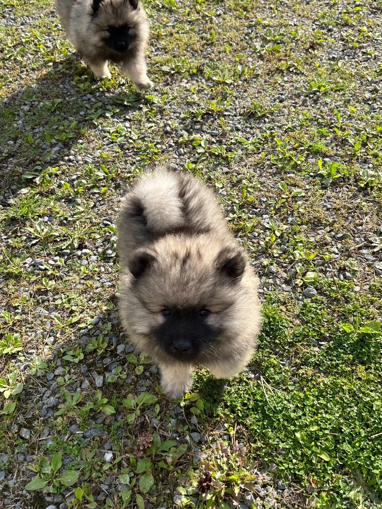 Des Sables Du Mont Olympe - Chiots disponibles - Spitz allemand
