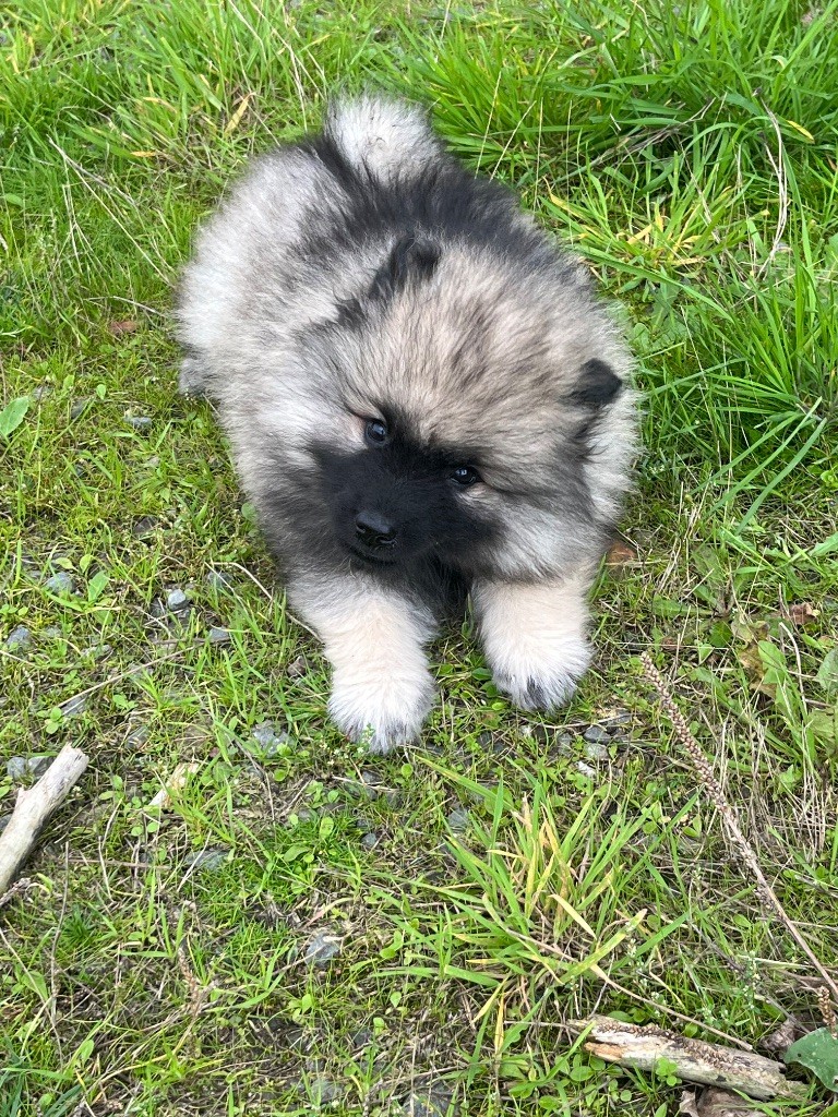 Des Sables Du Mont Olympe - Chiots disponibles - Spitz allemand