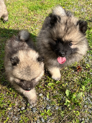 CHIOT 2