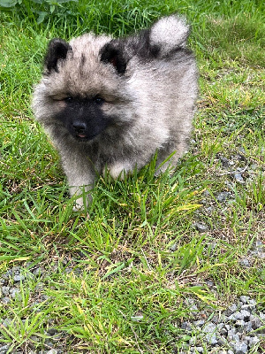 CHIOT 6