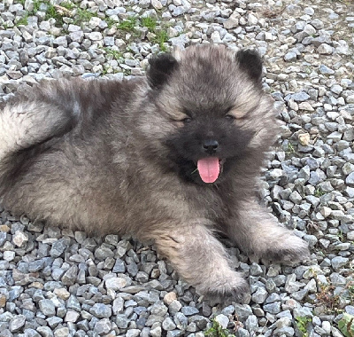 CHIOT 4