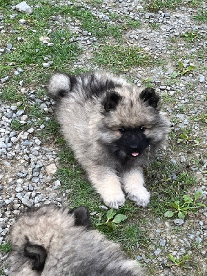 CHIOT 5
