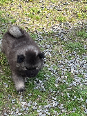 CHIOT 3