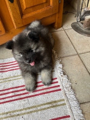CHIOT