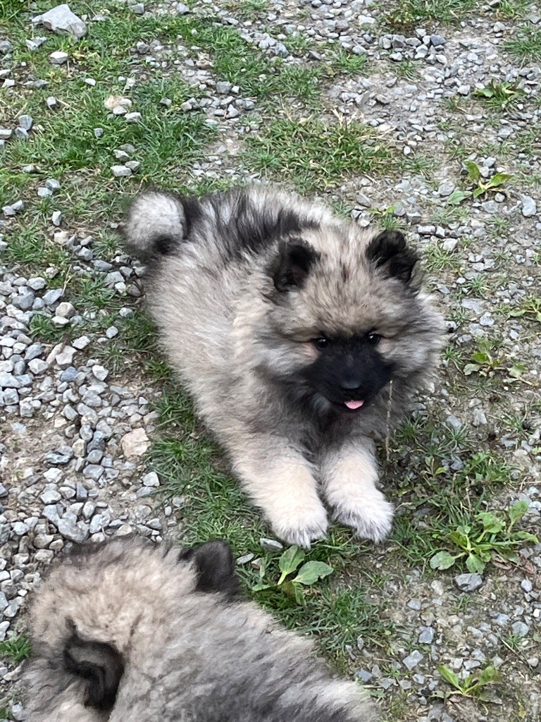 Des Sables Du Mont Olympe - Chiots disponibles - Spitz allemand