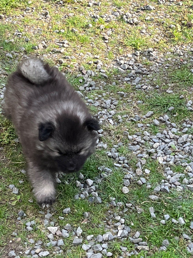 Des Sables Du Mont Olympe - Chiots disponibles - Spitz allemand