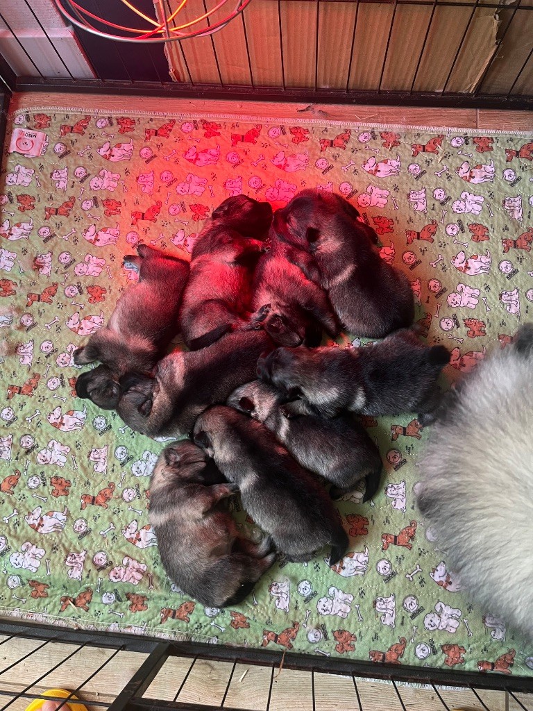 Chiot Spitz allemand Des Sables Du Mont Olympe