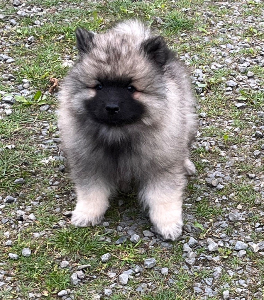Des Sables Du Mont Olympe - Chiots disponibles - Spitz allemand