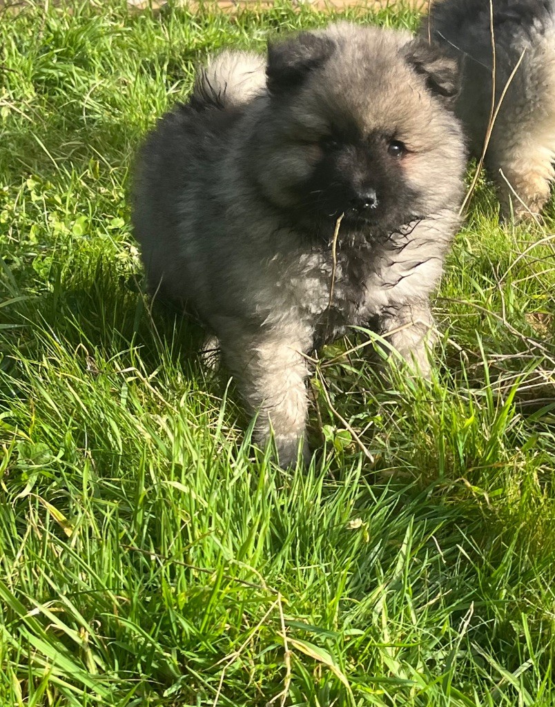 Des Sables Du Mont Olympe - Chiots disponibles - Spitz allemand